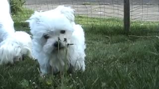 CUTE PUPPIES!!- 8-9 Weeks Old- Puppies vs Cat!