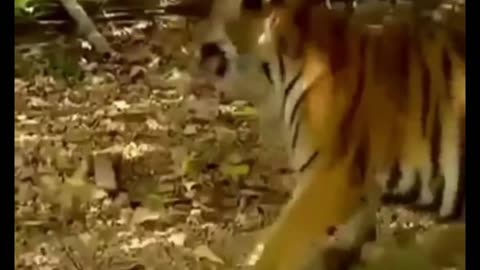 Viral tiger and monkey fight videos