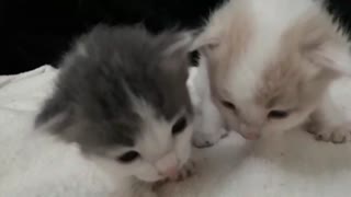 New borne baby cats