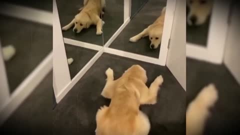 REACTION IN THE MIRROR - CUTE AND FUNNY PUPPIES (funy pets)