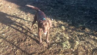 DOG GOES CRAZY OVER BALL!