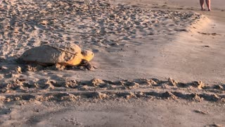 1st Mama Turtle making her way back to sea after laying eggs.