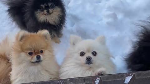 Cute Puppies in the Snow