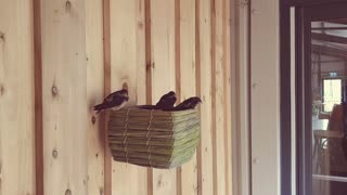 3 Excited Cute Chicks Being Fed By Their Mother