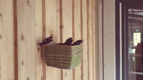 3 Excited Cute Chicks Being Fed By Their Mother