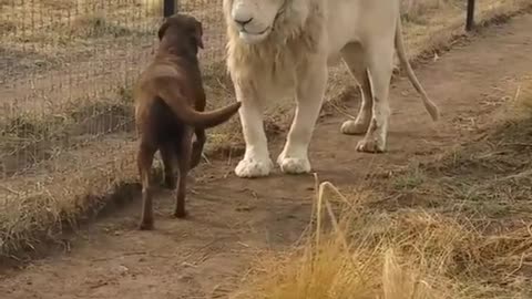 They Let a Dog in a Lion's Cage. What Happened Then Shocked Everyone