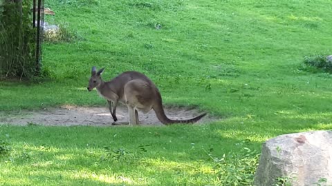 Toronto Zoo Trip 2018