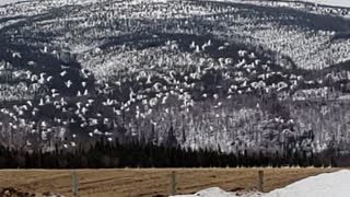 Snow Geese in Migration