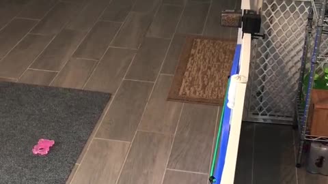 Mini pig running around kitchen