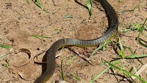 Australian Green Tree Snake
