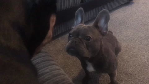 French Bulldog desperately barks for attention