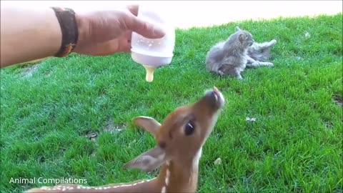 the Baby Deer (Fawn) Jumping & Hopping CUTEST- CUTEST Compilation