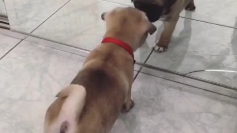 Pug puppy's first encounter with his reflection