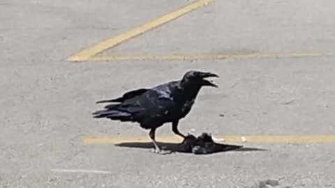 Urban Animals ~ Crow Eats Pigeon ~ Shoppers World Danforth, Toronto