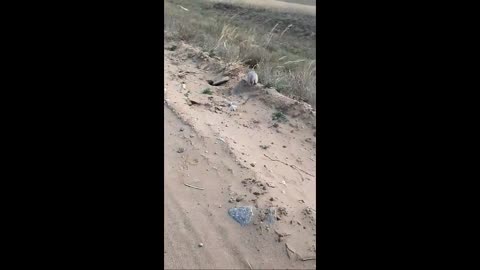 Saving of a fat gopher