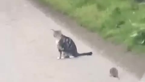 unbelievable funny moment tom & jerry in real life