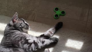 Cat Plays With A Fidget Spinner