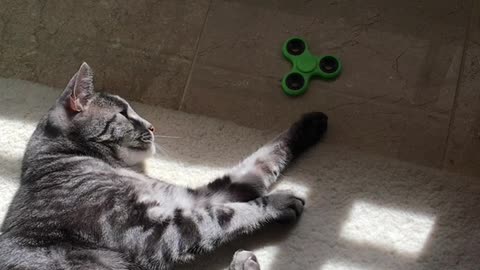 Cat Plays With A Fidget Spinner