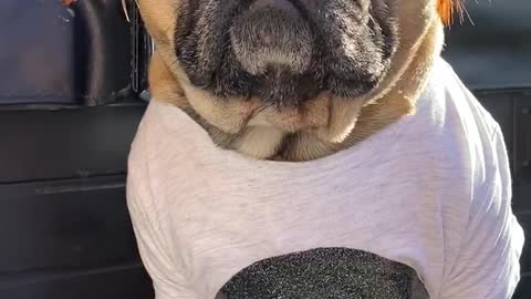 Frenchie does his best Ed sheeran impersonation