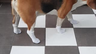 Beagle with socks