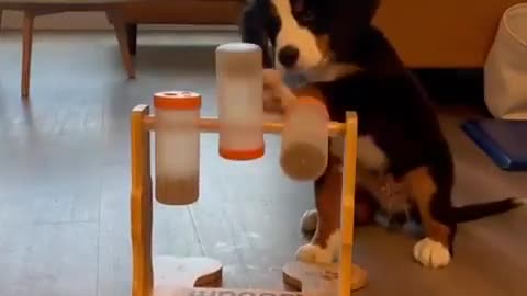 To stimulate your puppy's curiosity and intelligence