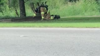 Strange creature crawling down roadside