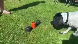 Dog outsmarts human with magic trick