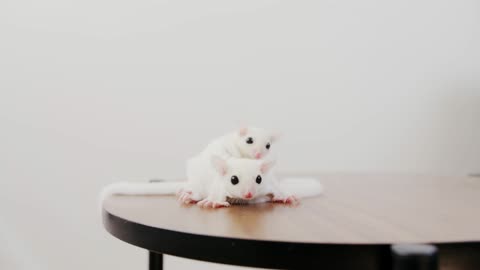 A mouse is doing a massage for another mouse