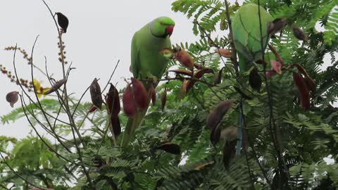Seed eating parrots