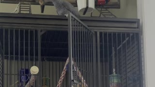 Parrot Tries to Lure Cat Onto His Cage