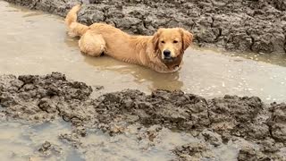 Jimmy the Golden Demonstrates His Love For Mud Puddles