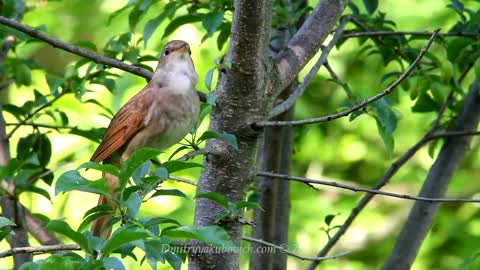 Amazing Singing nightingale The Brilliant bird song.