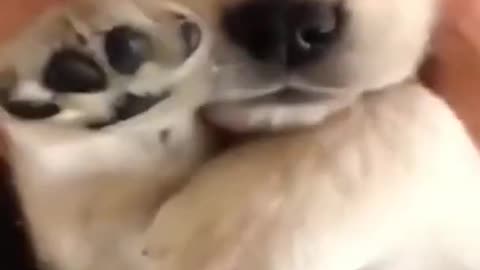 Golden Retriever Puppy Massage