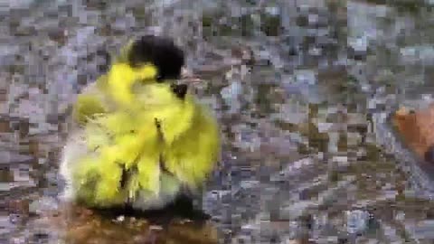 Little Cute Bird Bathing in the Wild to Maintenance Healthy Feathers