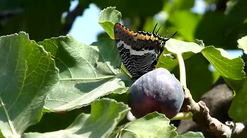 Beautiful butterfly that eats figs