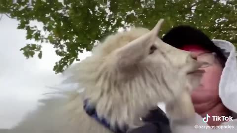 BEST FUNNY AND CUTE GOAT