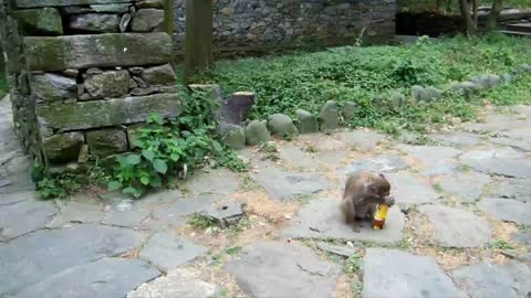 Smart Monkey Steals Bottle Of Tea And Opens It For A Drink