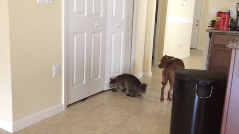 Clever cat learns how to open cabinet door