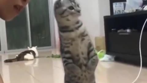 Cats react funny