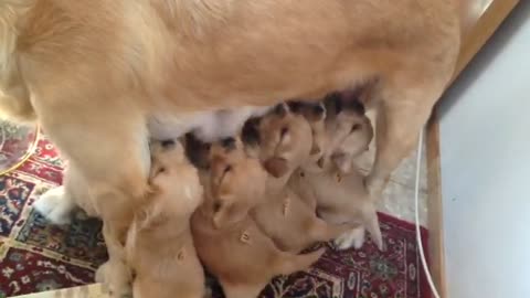 10 new-born Golden Puppies Breastfeeding XD