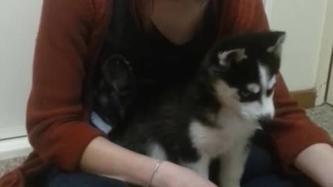 Siberian husky howling | husky puppie playing video | cat kitten