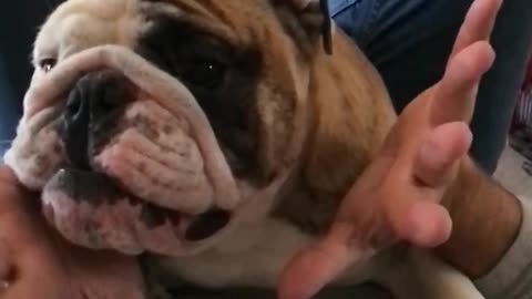 English Bulldog Playfully Attacks Owner