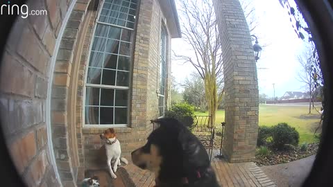 Dogs are learning to use the Ring video doorbell to attract their owners' attention. #trending #rumble #shorts #fyp