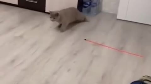 funny cat arranges a rout
