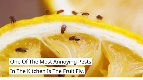 Electric Fruit Fly Traps