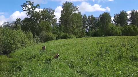 dogs frolic