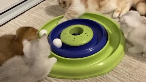 Adorable Cats Have Fun Playing Toy Game