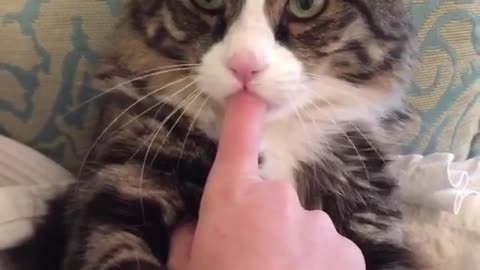 I'm a finger-sucking cat, I'm 2 years old