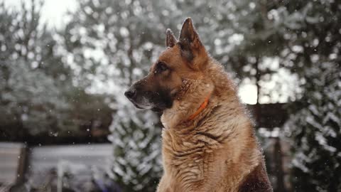 German shepherd in the snow.