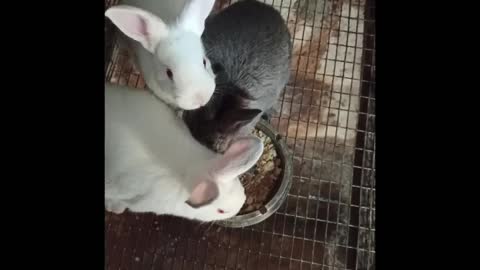 Feisty bunnies